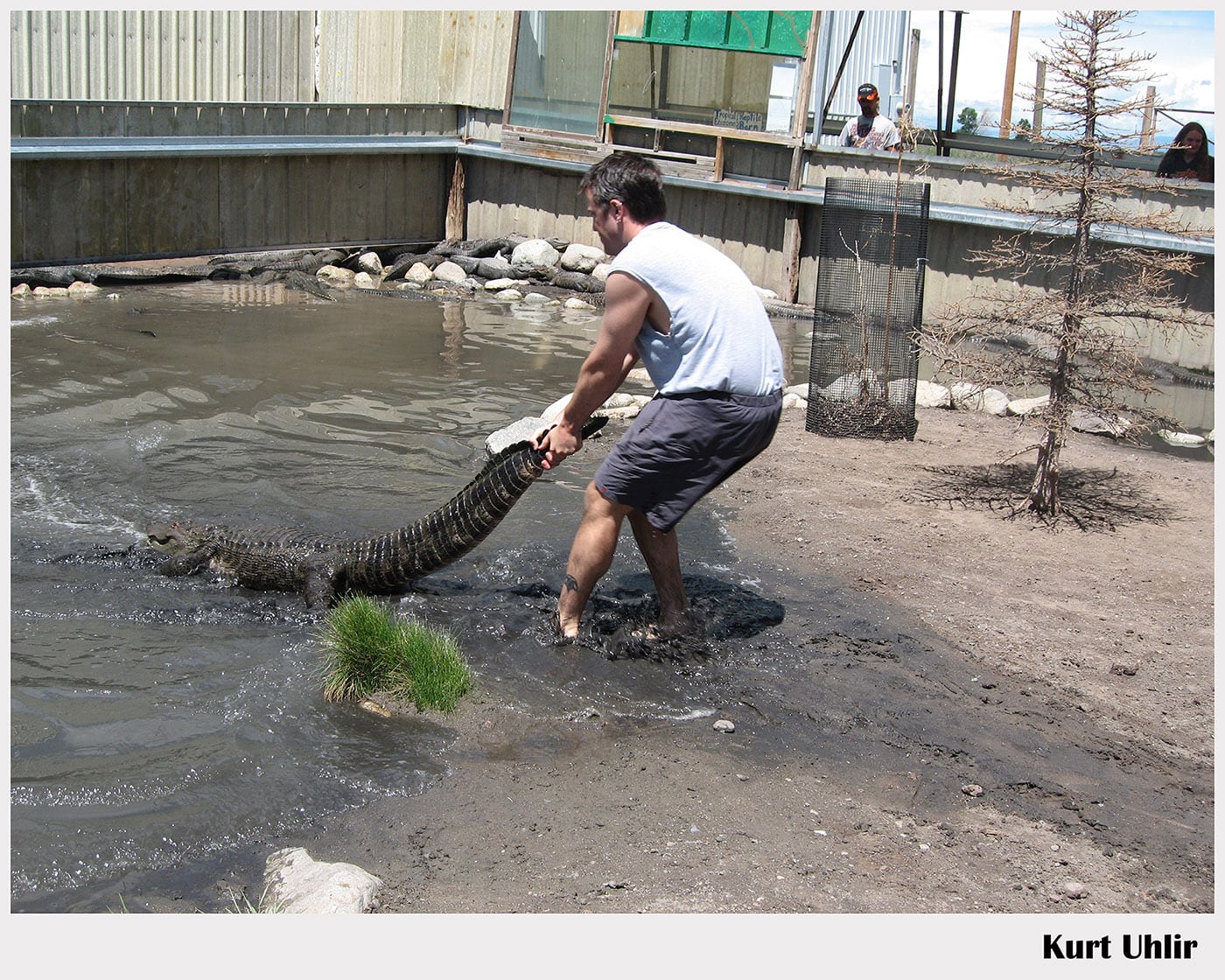 Kurt Uhlir - alligator handling - stunts